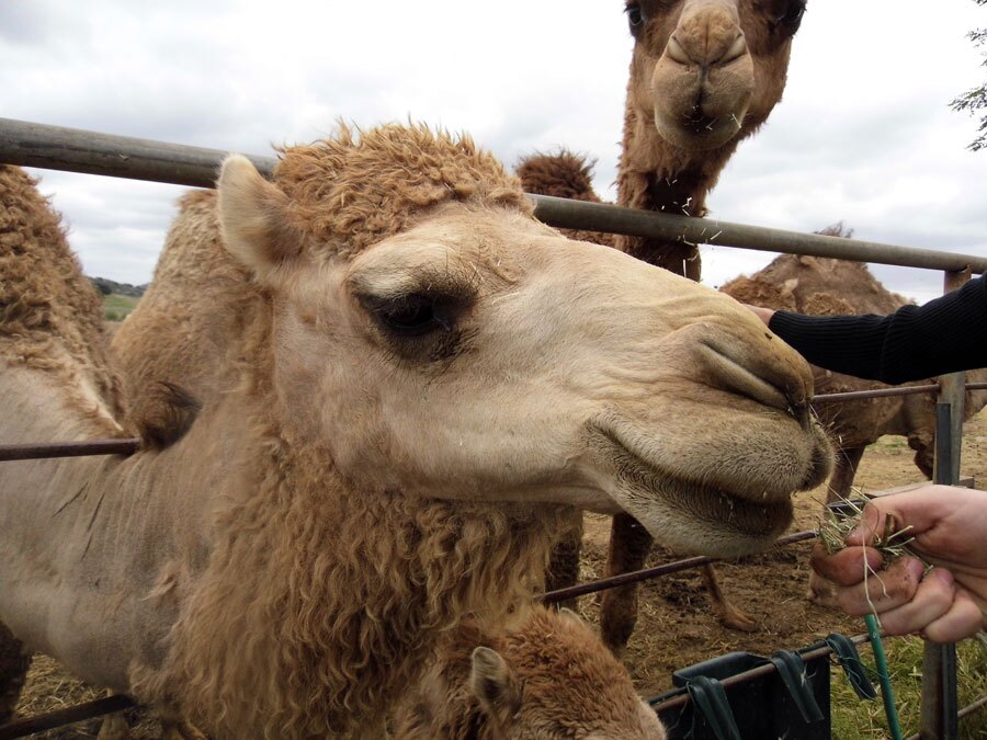 Oasis Camel | Sandi Hemmerlein
