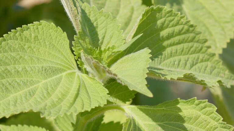 Large, heart-shaped green perilla leaves.