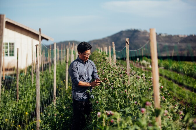 Aaron Choi, owner of Girl and Dug Farm, tends to a crop in a large field.