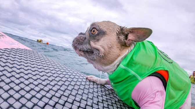 Surf-City-Dog-Contest-2019-57
