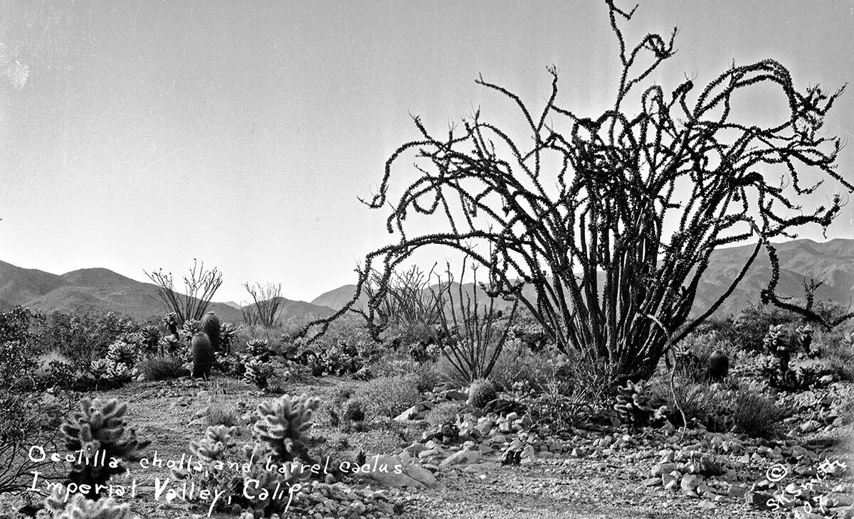 Susie Keef Smith's landscape photographs compare favorably with better-known desert photographers of the era. | Susie Keef Smith postcard. Chris Ervin Collection.