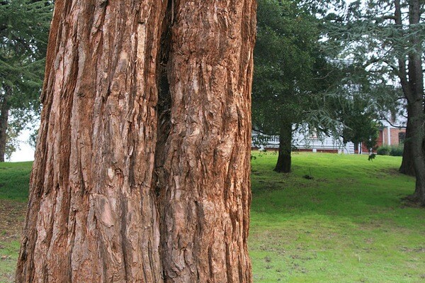A redwood tree in front of John Muir's former home.