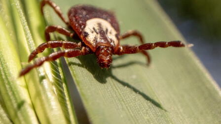 What to know as ticks spread and bring new threats