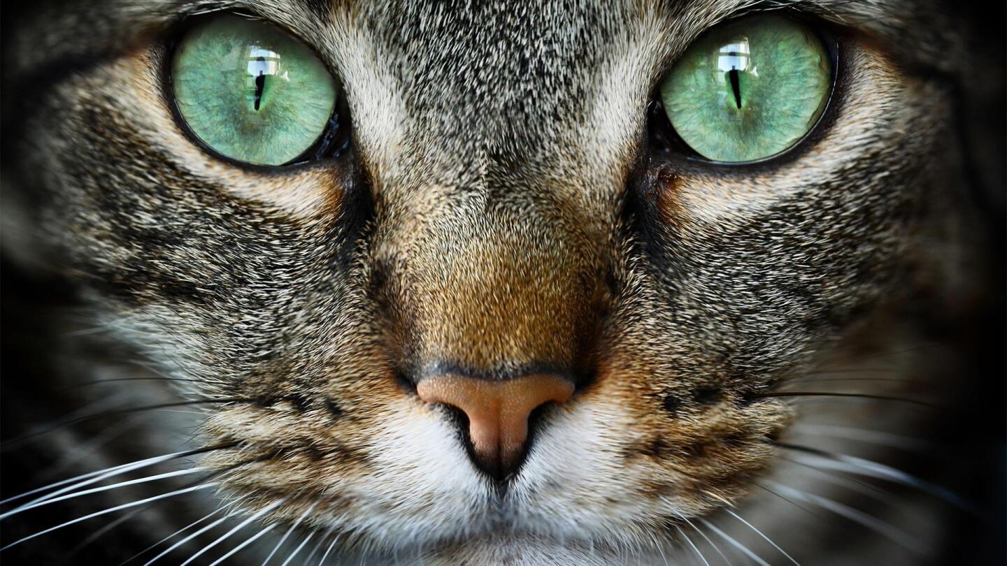 Close up picture of a cat's face. | From "NOVA: Cat Tales"