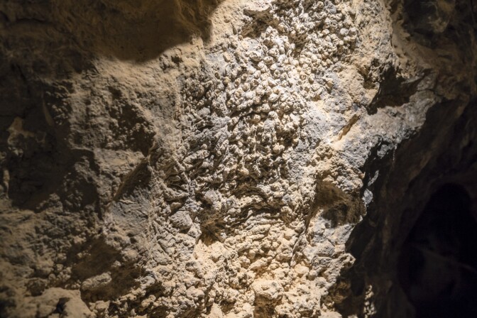 Above: Delicate tube coral fossils found within Mitchell Caverns. Photo: Kim Stringfellow
