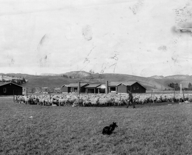 View of sheep grazing in Topanga Canyon while carpenters hammer together frames of homes for a new subdivision. This scene was typical throughout the San Fernando Valley on February 16, 1957, where agriculture was fast giving way to homes and industry.