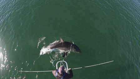 Conservationists track surge in sharks off Cape Cod’s coast