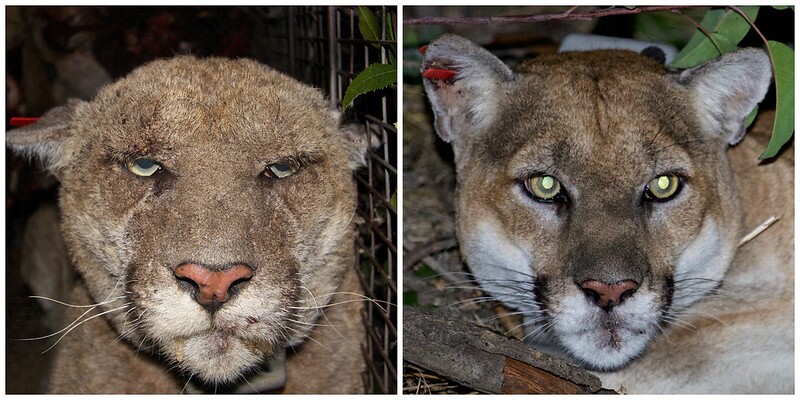 A side-by-side comparison of P-22 with mange (left) and recovered from the illness (right)