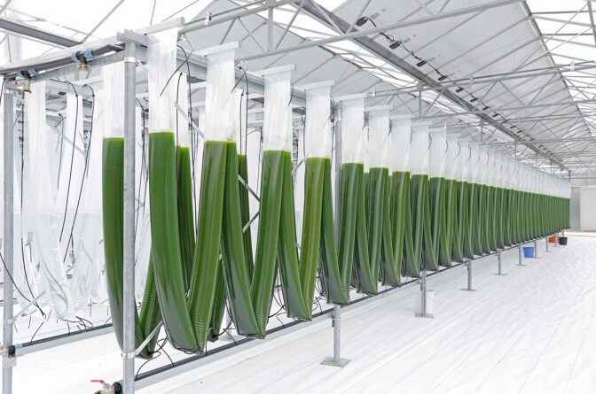 Nonfood's algae greenhouse. | Courtesy of Current: L.A. Food