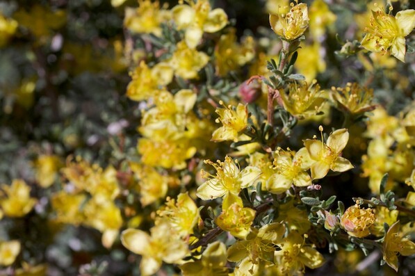 A once-a-decade bloom in Hidden Valley, Joshua Tree NP | Creative Commons photo by Brent Miller