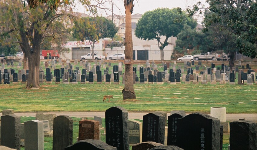 Coyote without squirrel | Chase Alexander