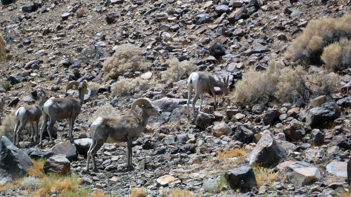 bighorn sheep