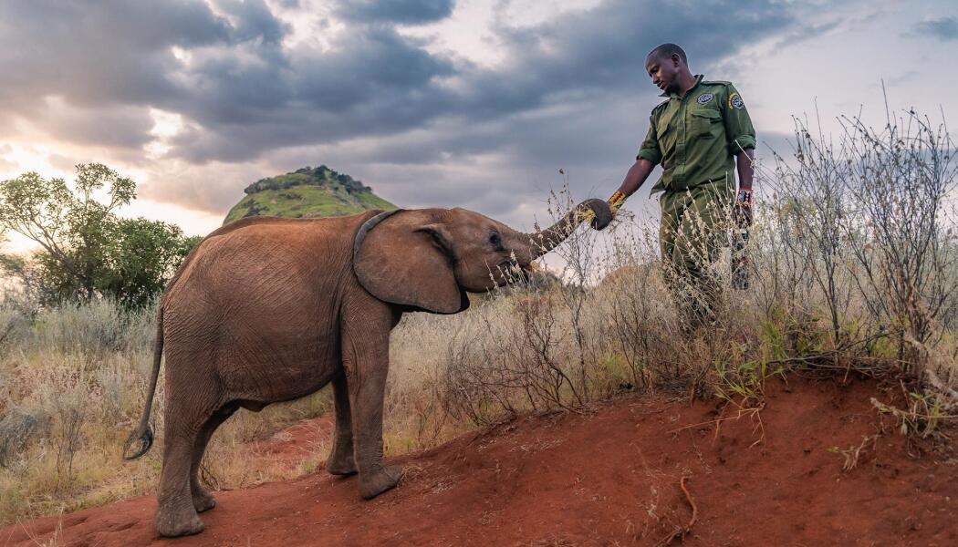 Graduation Day | Becoming Elephant: The Orphans of Reteti
