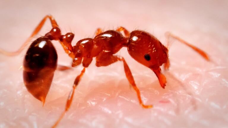 The 4 Most Ruthless Ants We’ve Ever Filmed