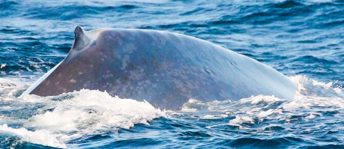 blue-whale-4-12-16.jpg