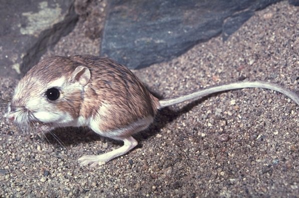 The Kangaroo Rat | Photo © Dr. Lloyd Glenn Ingles, California Academy of Sciences