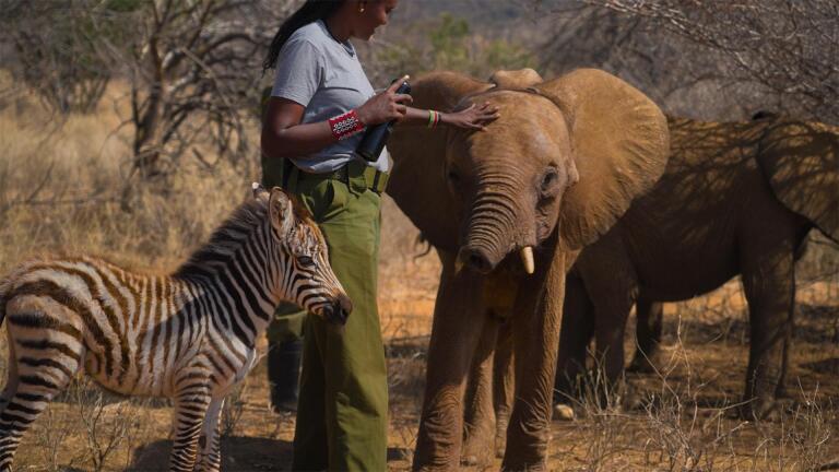 Baby Zebra Finds Her New Home