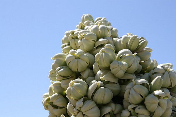 joshua-tree-1-8-13-thumb-600x400-42974