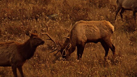 LAST RUT IN ROCKY MOUNTAIN NP