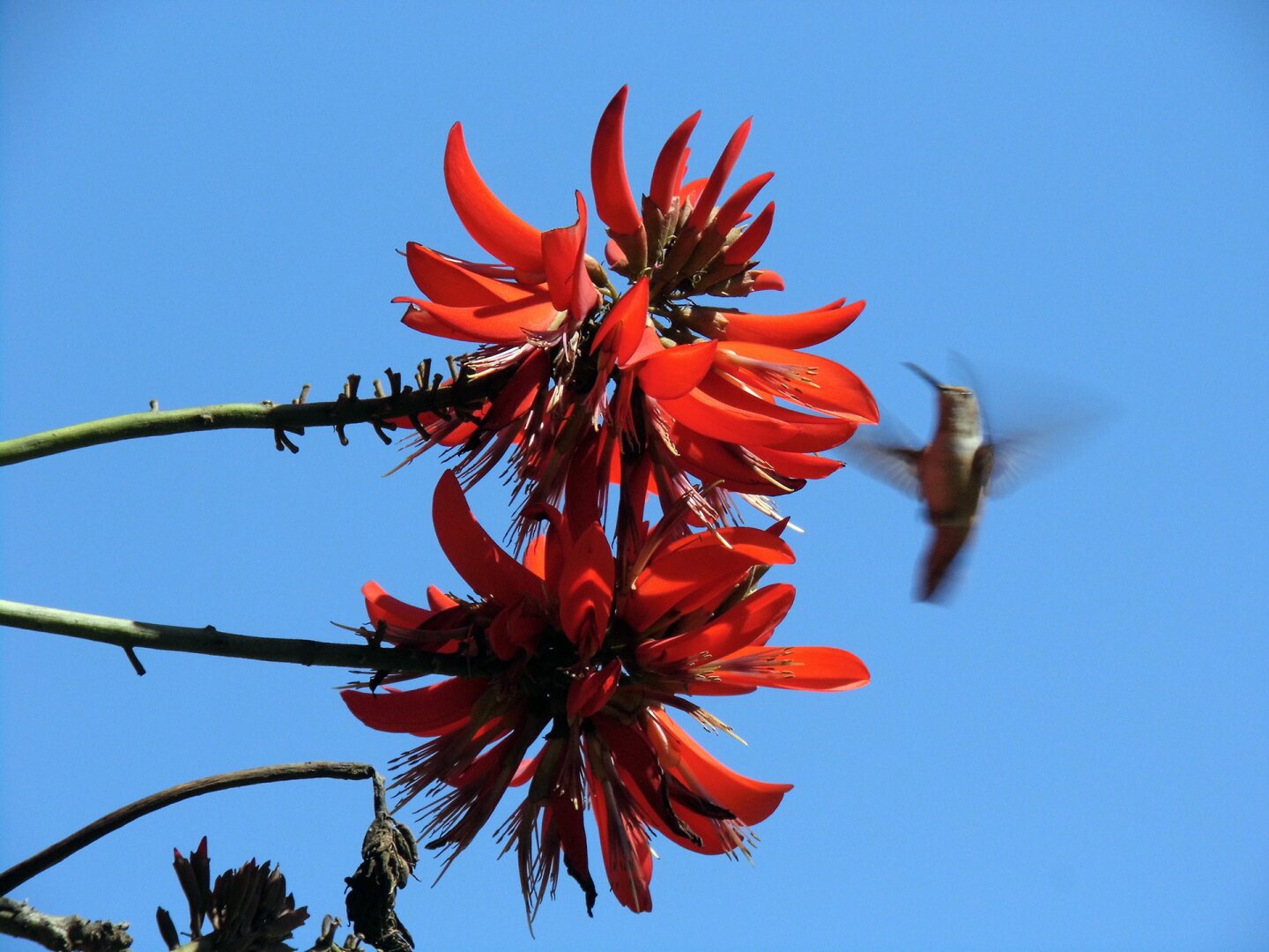 A hummingbird flies near a coral tree flower. | Sandi Hemmerlein