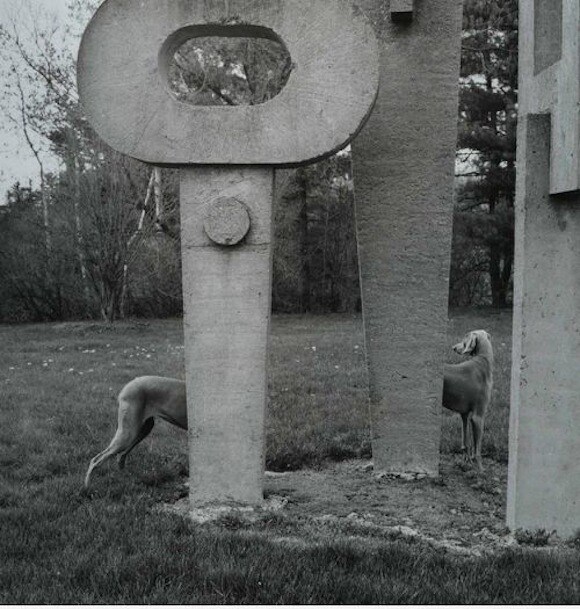 William Wegman, 'Untitled,' 1993. | Courtesy William Wegman Studio.