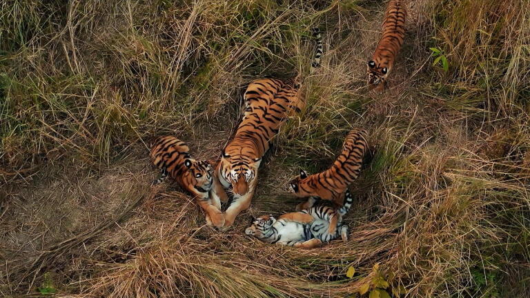 Tigers Aren't Supposed to Do This