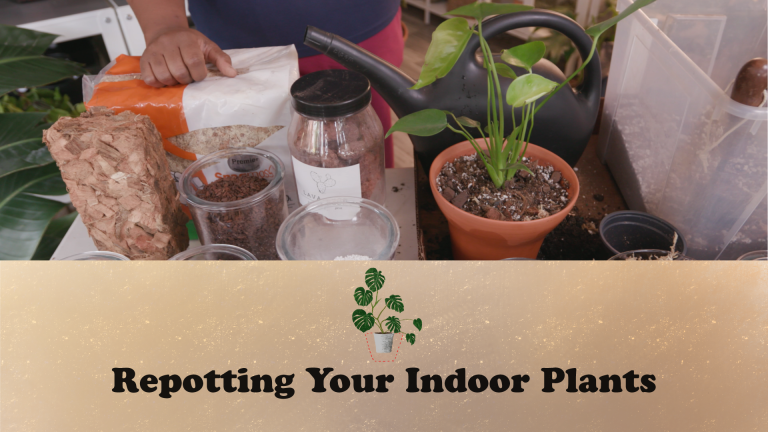 Repotting Indoor Plants