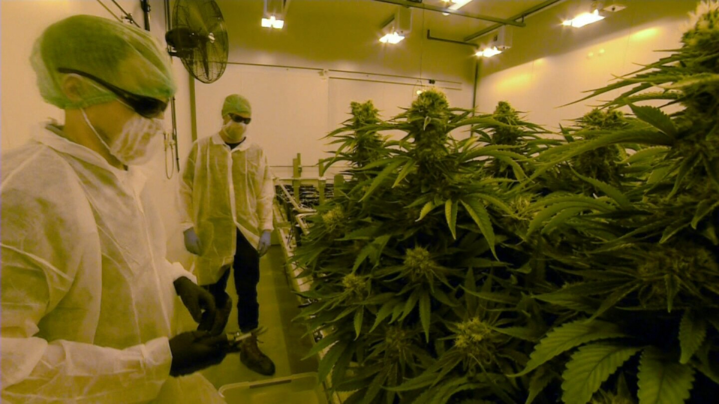 Still from Four Corners Green Rush.