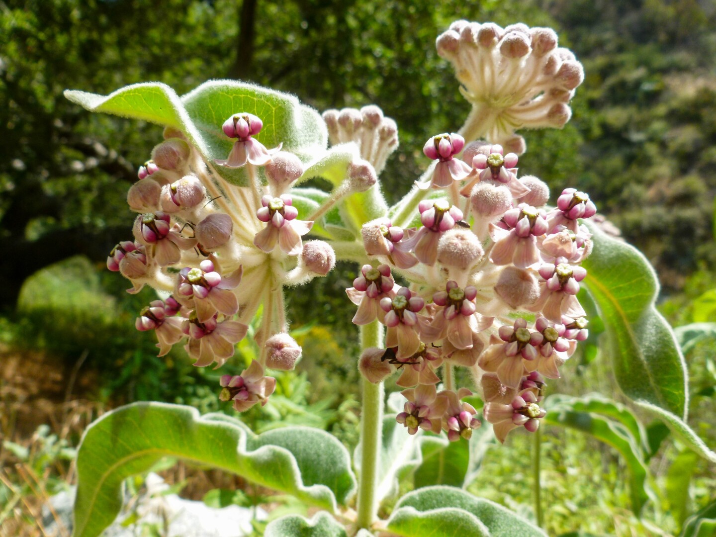 A close-up on a cluster of pink wildflowers found along the Fish Creek hike in the Angeles National Forest.