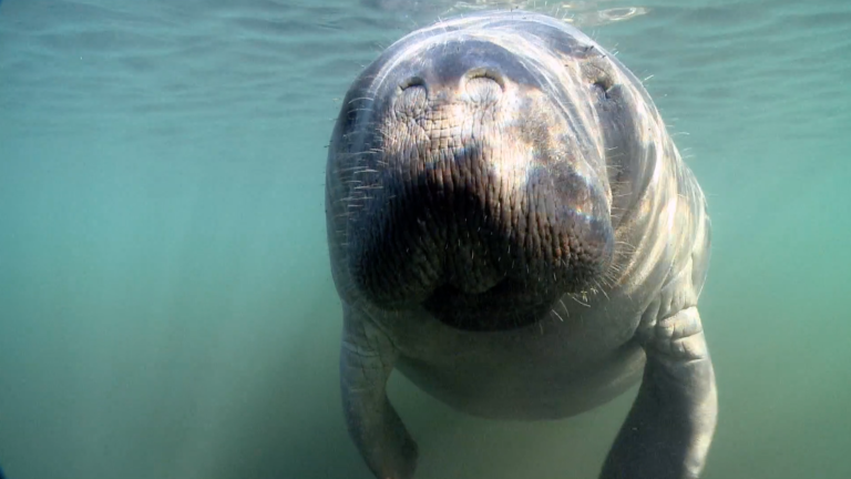 Manatees: Conserving a Marine Mammal - Trailer
