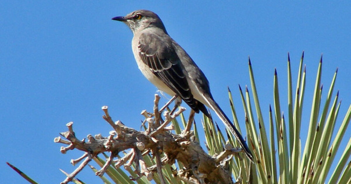 Why Are Mockingbirds So Aggressive? Unveiling Their Fierce Nature