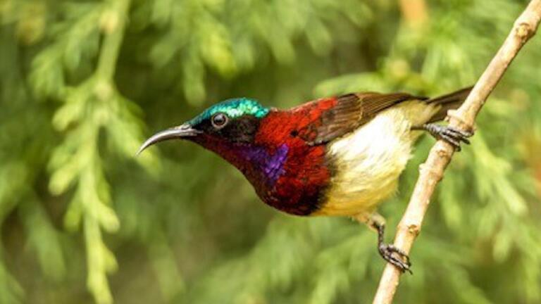The extinction crisis