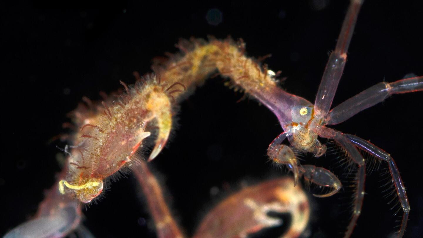 Skeleton Shrimp Use 18 Appendages to Feed, Fight and Frolic