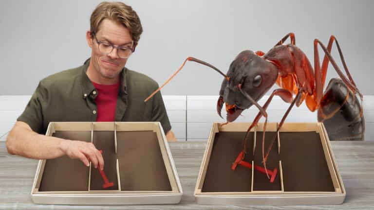 The Intelligence Test Where Ants Beat Humans