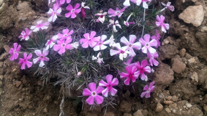 Native Phlox | Photo: Chris Clarke