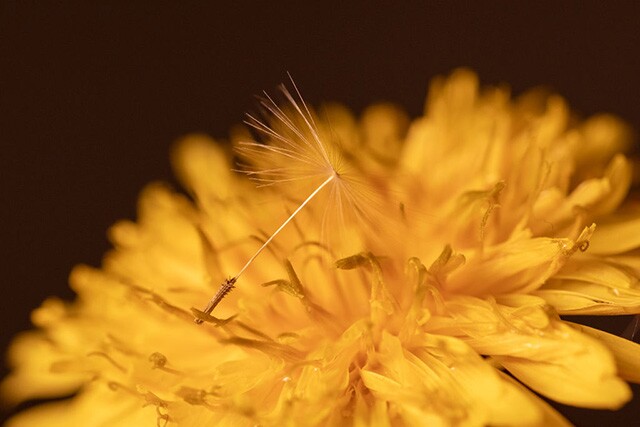 A Dandelion seed lies on the flower | NurPhoto, Getty Images