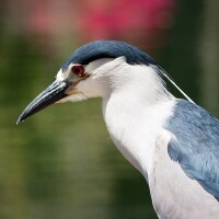A black-crowned night heron.