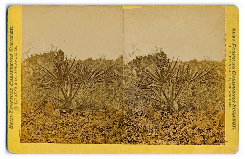 Semi-Tropical California Scenery: Bayonet cactus (H. T. Payne & Company). Photograph courtesy of California State Library
