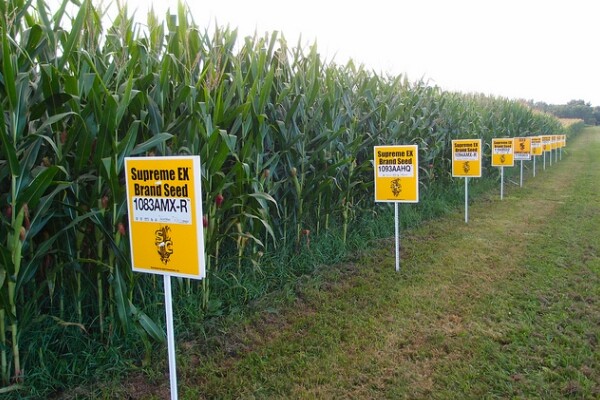 gmocorn