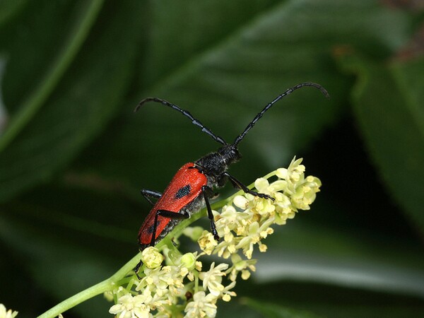 Valley elderberry longhorn beetle | Photo: USFWS/Flickr/Creative Commons License