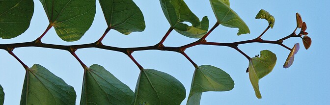 western-redbud-stem1.jpg