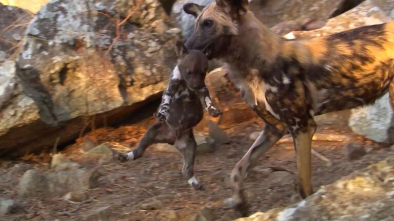 Yearling Wild Dogs Take their Siblings Hostage