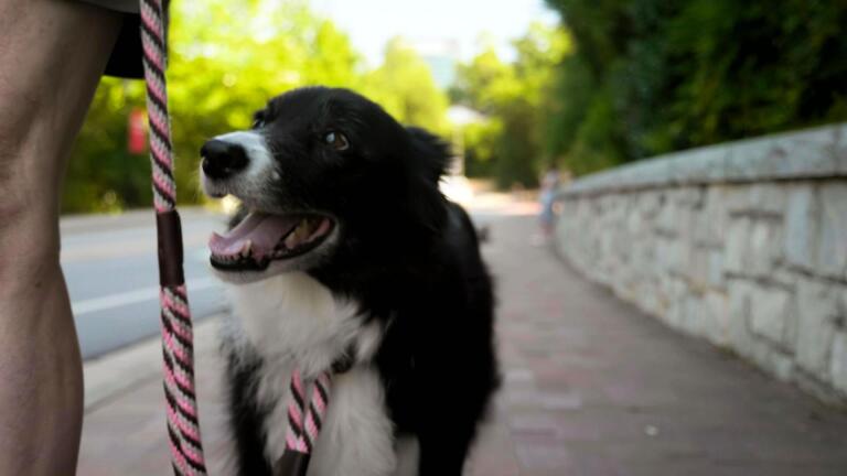 Do Dogs Love Us or do They Just Want Treats?