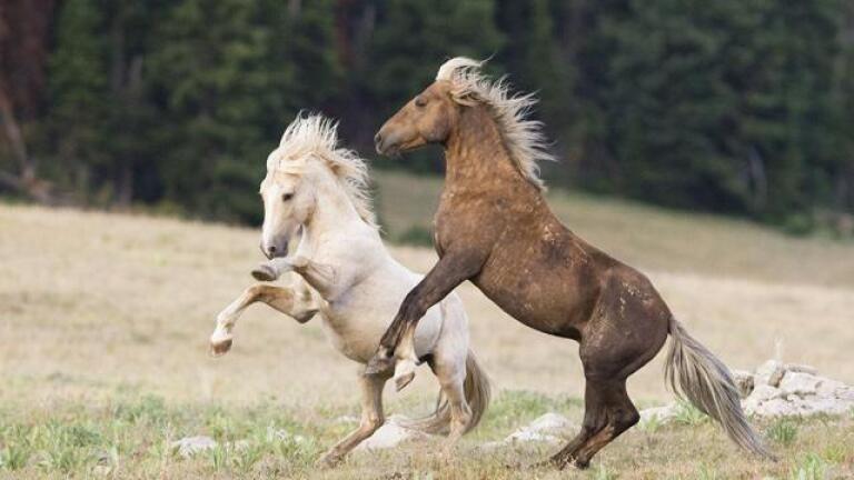 Cloud: Challenge of the Stallions - Preview