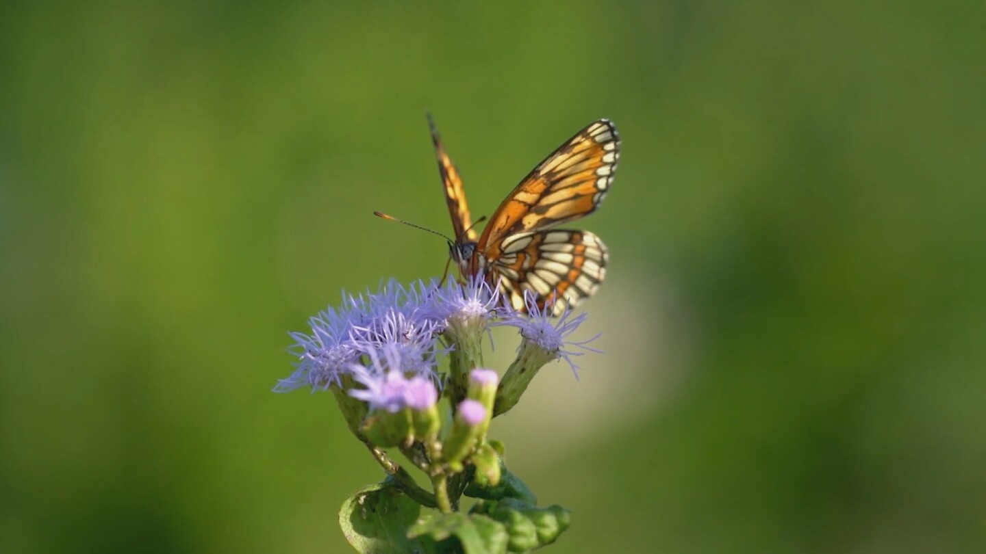 A bordered patch butterfly rests on a purple flower. | From "Link Voices: Ay Mariposa"