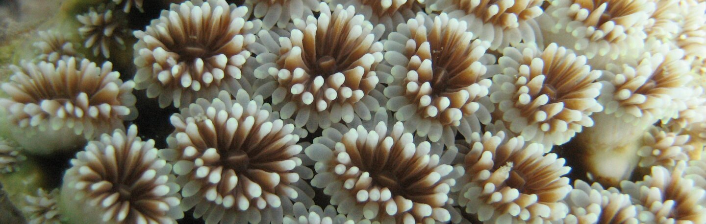 Coral polyps | Photo: Nazir Amin, some rights reserved