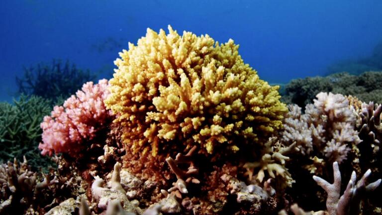 Witness a Massive Coral Spawning