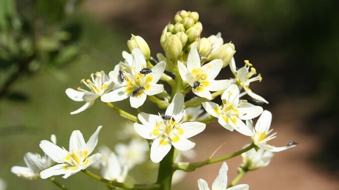 death camas blossoms