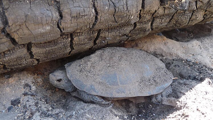A Western Pond Turtle covered in ash rests near burned log on ridge just west of Lake Eleanor after the Rim Fire. | U.S. Department of Agriculture / Creative Commons