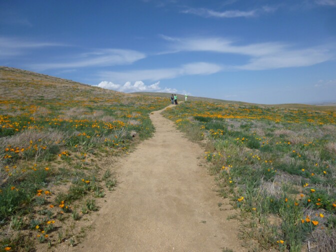 Antelope Valley California Poppy Reserve